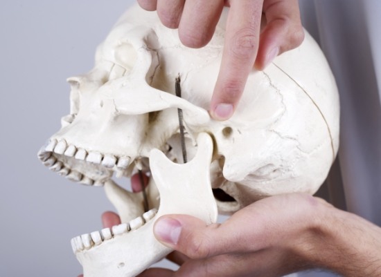 Model of skull showing occlusal adjustment