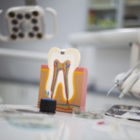 Model of the inside of a tooth and gums to demonstrate tooth structures