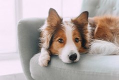 Dog is cute